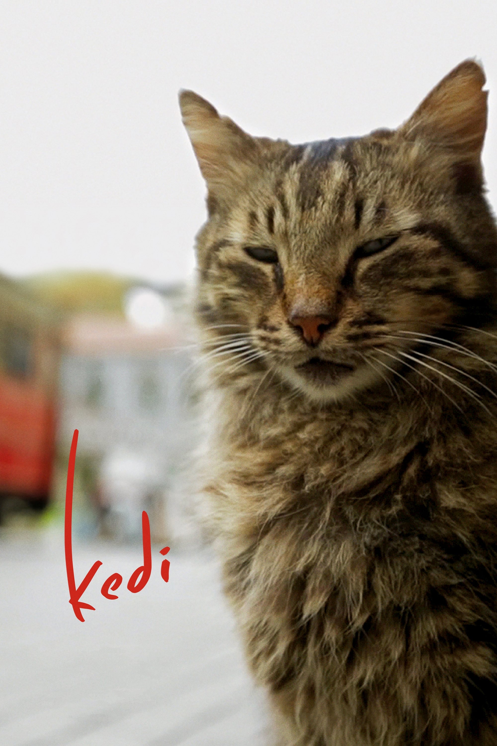 Kedi (Gatos de Estambul)